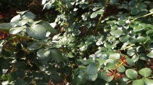 роза Синдерелла