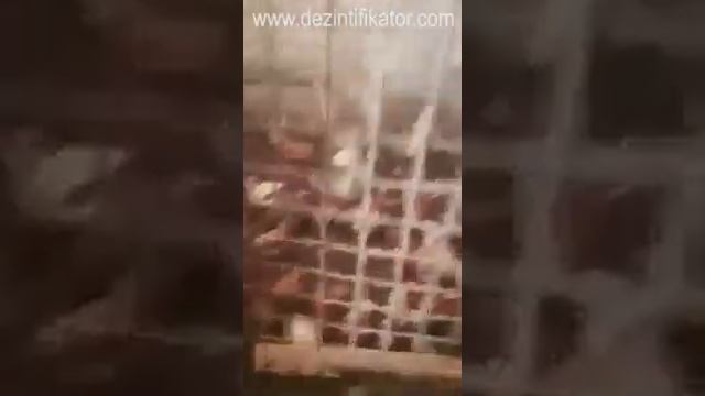 Содержание кур,гусей,уток и другой птицы на глубокой подстилки.Отзыв после 4 лет работы. смотреть онлайн