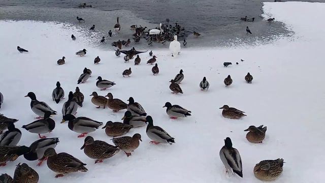 Могилёв. Набережная Днепра. Январь 2022 смотреть онлайн