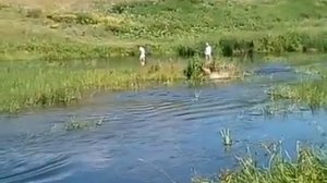 Прикольное лето в деревне с собаками.