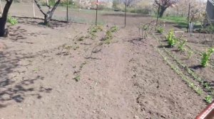 Каркасники для ЕЖЕВИКИ