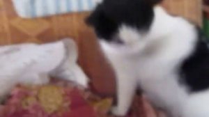 Самый добрый кот на свете))))ГУДУША