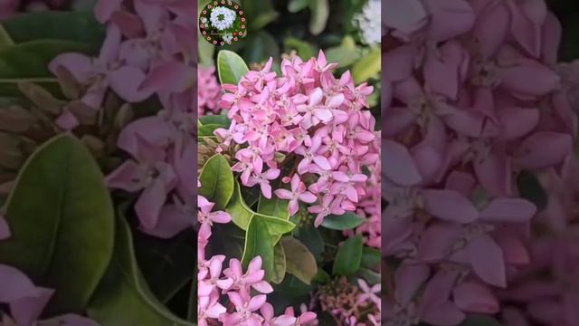 pink flower ♥️natures love| like | share | subscribe #nature.. #love