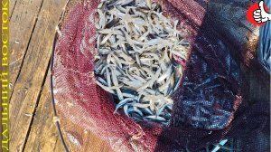 Рыбалка на корюшку салатку кругом. Как нерпа загоняет рыбу..avi