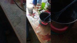 Шпроты из корюшки дома