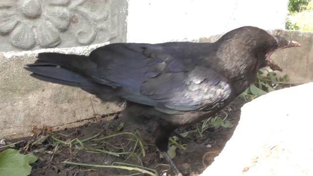 Ручная черная УМНАЯ ворона Гоша! Выполняет команды! домашняя ВОРОНА