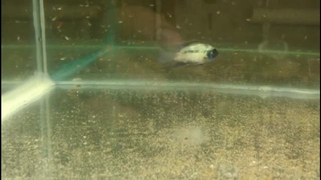 Наннакара неоновая. Что делать с мальком? смотреть онлайн