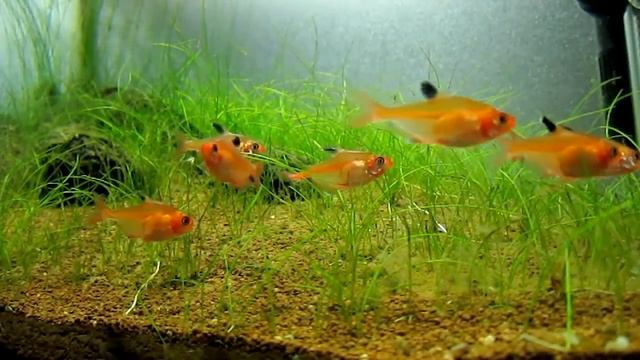 Минор Hyphessobrycon minor