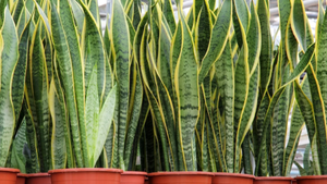 Цветок, который подходит и для дома, и для офиса. Неизменная и неприхотливая Сансевиерия