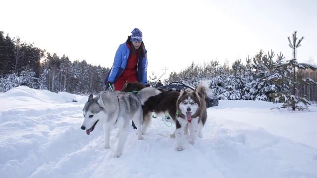 Тюменка подарила второй шанс слепому хаски смотреть онлайн