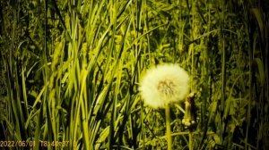 Правдивая сплетница Наталья  -Шиндр Мындр  раздражители спокойствия .