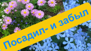 Неприхотливые многолетники