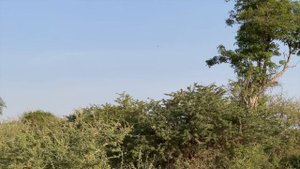 DÜNYAMIZ AFRİKA'da SAFARİ !! HAYVANLAR ALEMİNDE BİR GEZİNTİ ! ? ~ 100