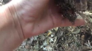 Опять за грибами. Сыроежки в Трускавце 12.09.2019