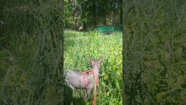 Кошка Тома  Сфинкс любит кушать траву
