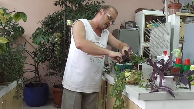 Традесканция - сажаем проще простого. часть2