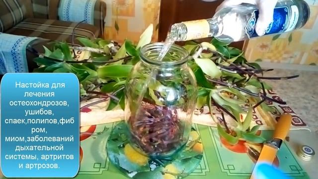 Золотой ус.Как приготовить настойку, масло, крем.