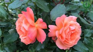 Роза Бельведер / Belvedere - видео/карта. Питомник ? и ? Е. Иващенко