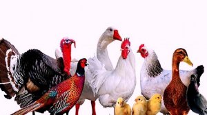 Загадки про птиц. Часть 1