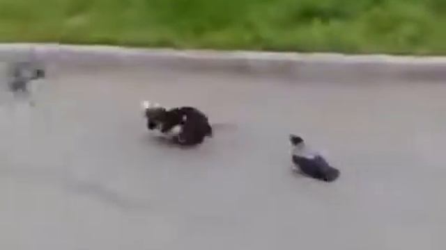 Кот против исчадий ада смотреть онлайн