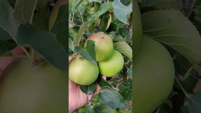 Белорусское сладкое сорт яблони на капельном поливе в Подмосковье.