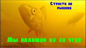 Рыбалка  на удочку + спиннинг! Наглые окуни.