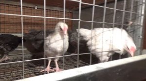 Где содержать кур бройлеров? Клетки Бочарова.