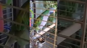 китайский попугай - разговаривает и поёт