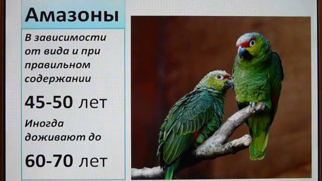 Продолжительность жизни попугаев и экзотических птиц