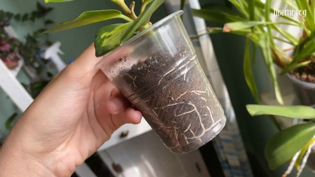 Хойи, калатеи, лечение антуриума от трипса. Комнатные растения. смотреть онлайн