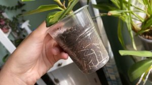 Хойи, калатеи, лечение антуриума от трипса. Комнатные растения.