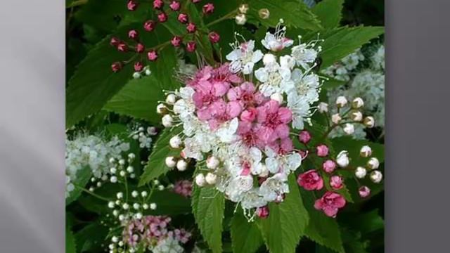 Выращивание декоративных кустарников