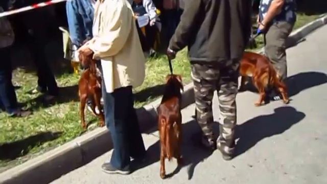Московская выставка охотничьих собак 2014. Средние суки5 смотреть онлайн