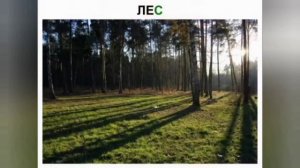 Кто лечит леса? 3 класс
