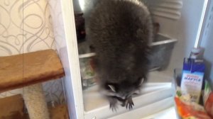 Енот в холодильнике
