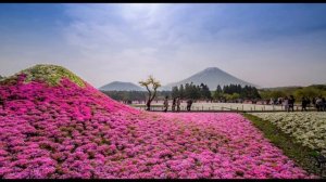 Флоксы у подножия Фудзиямы розовый рай Японии