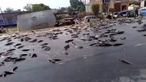 Библейские предсказания сбываются?????С неба падает рыба