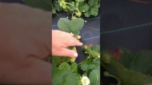 Клубника сортов Фурор, Флорентино в августе.