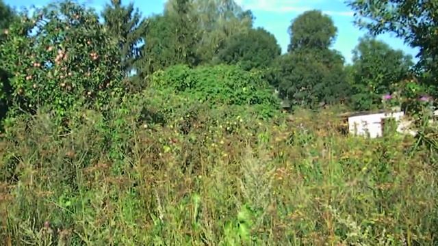 Сбор яблок на даче смотреть онлайн