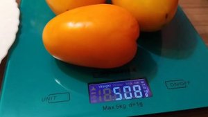 сорт помидоров Минусинский желтый // томат