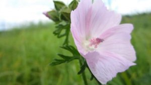 Musk-Mallow (Malva Moschata) - 2012-08-04