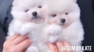 Что нужно знать перед покупкой Померанского Шпица.