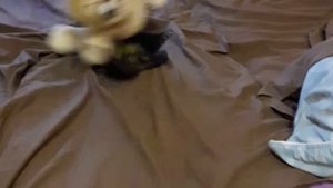 Funny Ferret Хорек | Гоша | Несколько моментов из жизни домашнего хорька