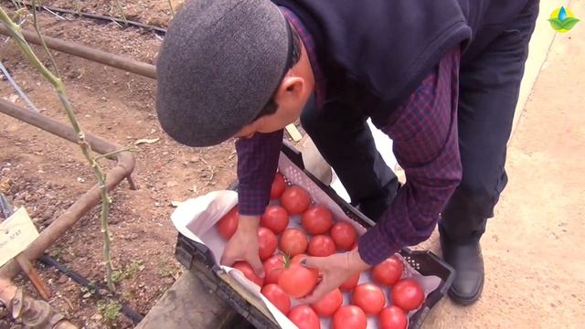 Розовый томат ПИНК АГАТ F1. Паша восхищен товарным видом помидора смотреть онлайн
