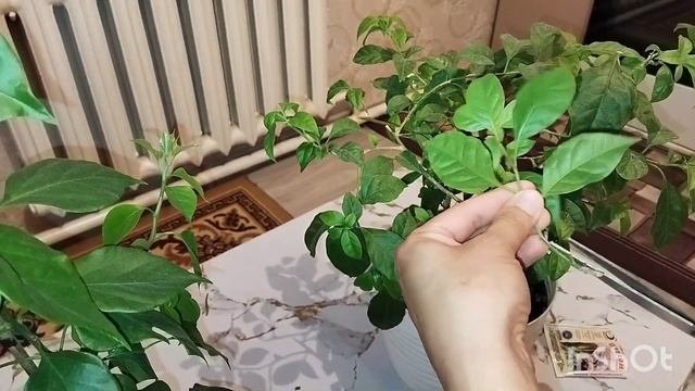 Размножение бугенвелии.#бугенвиллия #размножениебугенвелии#цветыдлядома #bugenvile