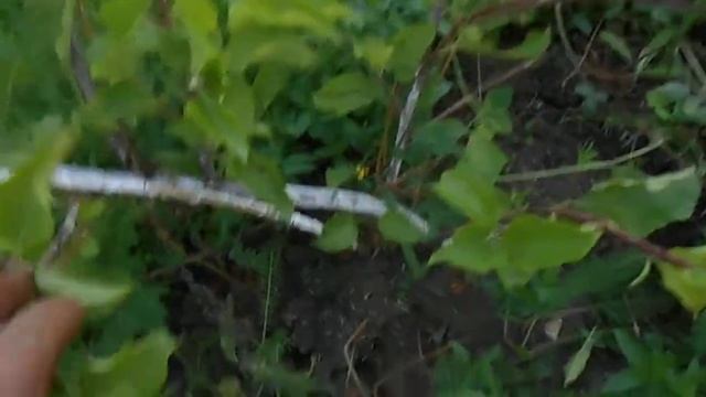 Самая простая фиксация веток при формировании кроны плодовых кордоном, веретеном и даже стланцем. смотреть онлайн