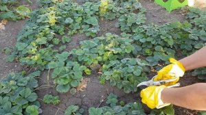 КЛУБНИКА ОСЕНЬЮ (сентябрь, октябрь) - чем подкормить, что добавить в грунт, обрезка и обработка