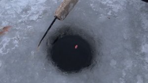 Ловля плотвы зимой на поплавок Беларусь 2019!  Поклёвки крупным планом !