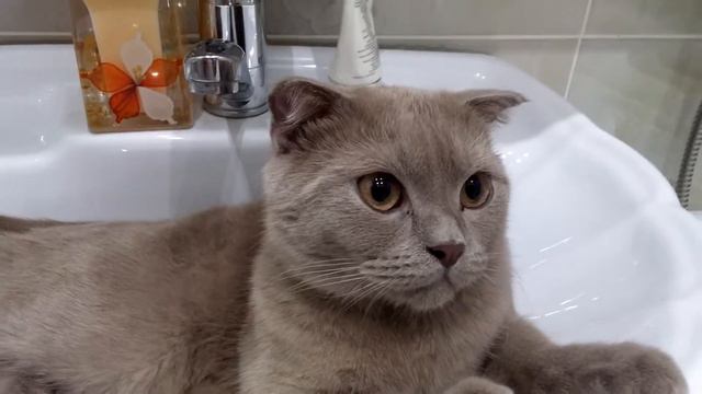 Кот в раковине