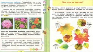 Что растет на клумбе? Окружающий мир. 1 класс, 1 часть. Учебник А. Плешаков стр. 26-27